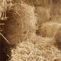 Love Among The Haystacks Cover Image